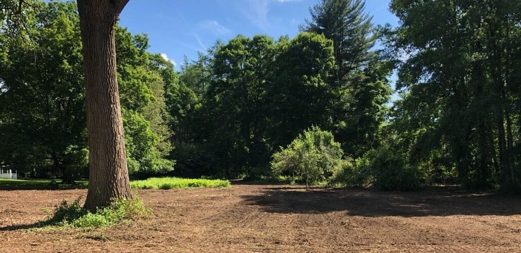 Cleared lot after mulching