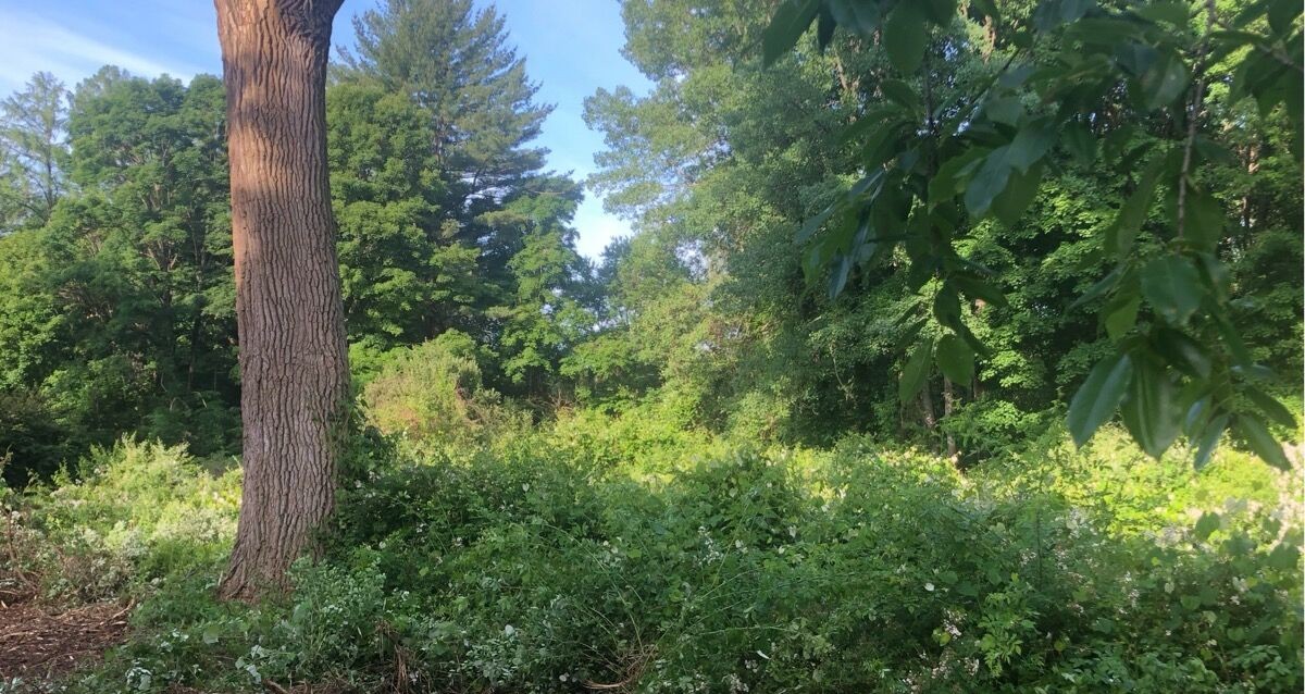 Overgrown lot before clearing